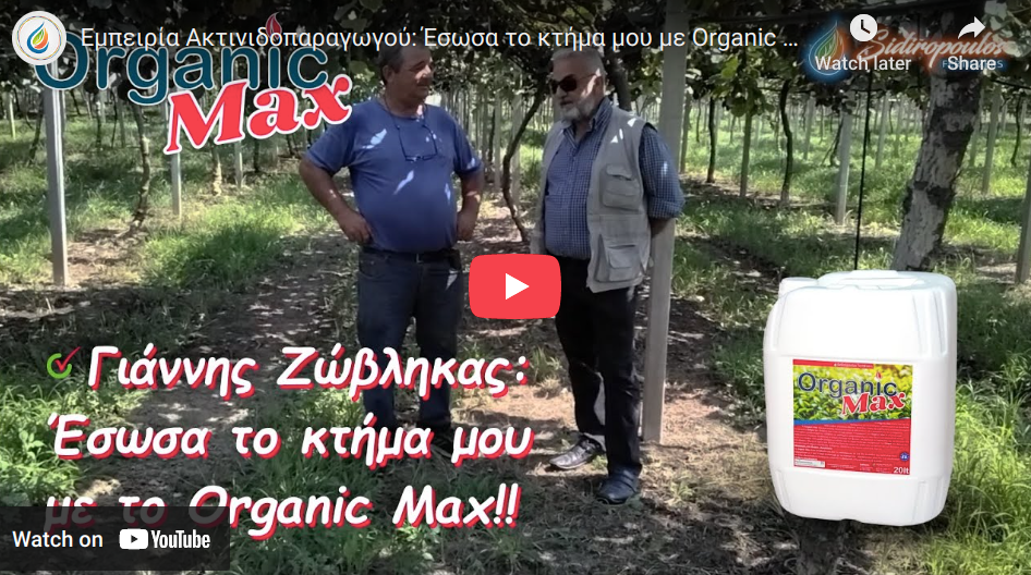 Διαφυλλικά λιπάσματα απο την Sidiropoulos fertilizers. Εμπειρία Παραγωγού: Εφαρμογή organic max σε ακτινίδια με πρόβλημα