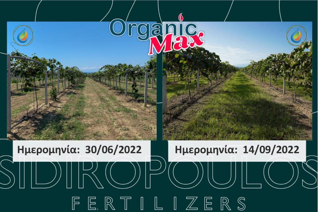 Αποτελέσματα πριν και μετά στο ακτινίδιο με organic max